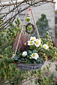 Christrosen (Helleborus niger) und Knospenheide (Calluna) in Blumenampel im Garten, Weihnachtsdekoration