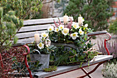 Christmas roses (Helleborus niger) and budding heather (Calluna) in pots, with candles on garden bench, Christmas decoration