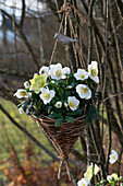 Christrosen (Helleborus niger) in Blumenampel aus Weidengeflecht und Vogelfigur