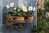 Christrosen (Helleborus niger) in Töpfen auf  Wandregal, mit Zapfen (Pinus), Schnee