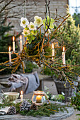 Hängender Kerzenhalter mit Christrosen (Helleborus Niger),  Moos, Zapfen und Windlicht