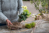 Blumentopf mit Christrose, (Helleborus Niger), mit Moos und Chinaschilf (Miscanthus) natürlich umwickelt