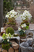 Blumentöpfe mit Christrosen, (Helleborus Niger), mit Moos und Chinaschilf (Miscanthus) natürlich umwickelt, Terrassendekoration