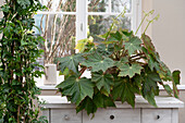 Härchenbegonie, (Begonia ricinifolia) und Blattbegonie 'Köstliches Fensterblatt' (Monstera deliciosa)