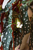 Polka dot begonia, flower, (Begonia maculata)