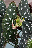 Ein Blatt der Forellenbegonie entfaltet sich (Begonia Maculata), Detail