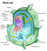 Plant cell, illustration