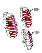 Rib cage muscles, illustration