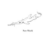 Saw shark, illustration