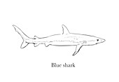 Blue shark, illustration
