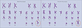 Normal female and male karyotype, illustration