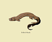 Frilled shark, illustration