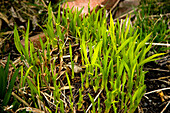 Fresh daylily (Hemerocallis sp.) growth