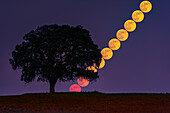Cold Moon rising behind a tree, time lapse image