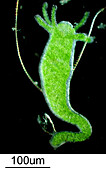 Hydra sp., light micrograph