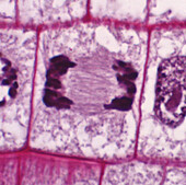 Telophase in onion root tip cell, light micrograph