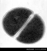 Staphylococcus aureus, TEM