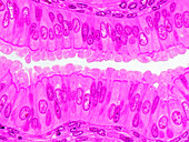 Monkey oviduct, light micrograph