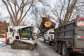 Workers removing unwanted and diseased trees