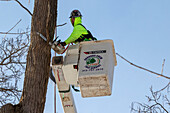 Tree removal in a Detroit neighbourhood, Michigan, USA