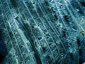 Epsom salt, polarised light micrograph
