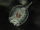 Rotifer