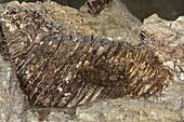 Columbian mammoth tooth