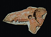 Archaeotherium mortoni skull