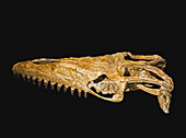Prognathodon overtoni skull