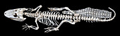 Crocodylus skeleton