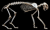 Lynx rufus skeleton
