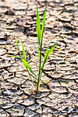 Young wheat growing in cracked soil