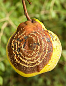 Brown rot pattern on quince fruit (Cydia pomonella)