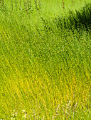 Ripening flax (Linum usitatissimum)
