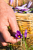 Picking saffron crocus (Crocus sativus) in autumn