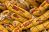 Maize (Zea mays) for animal feed air drying in a rack