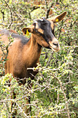 Oberhasli goats
