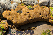 Honeycomb tube-worm reef