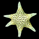 Star sand foraminifera, light micrograph