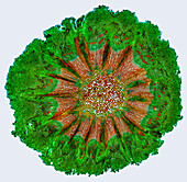 Mandarin fruit stalk, light micrograph