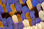 Swallowtail butterfly wing scales, light micrograph