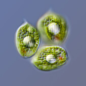 Phacus sp. protists, light micrograph