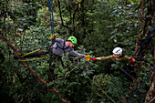 Researchers climbing trees, French Guiana