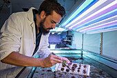 Researcher handling lab grown coral
