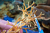 Lab-grown corals