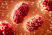 Monkeypox virus particles, illustration