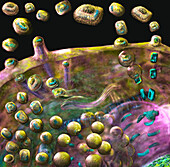 Poxvirus life cycle, illustration