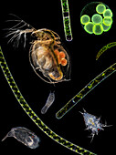 Pond life, composite light micrograph