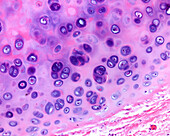 Isogenous groups in hyaline cartilage, light micrograph