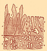 Section of human mucous membrane, 20th century illustration